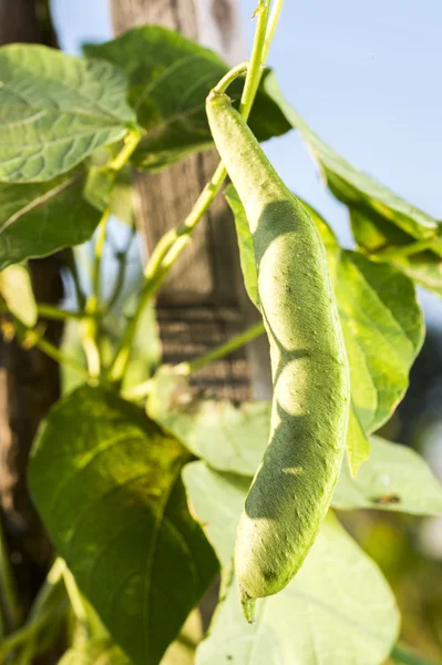 Tie ripe beans in pods in the garden — Stock Photo, Image