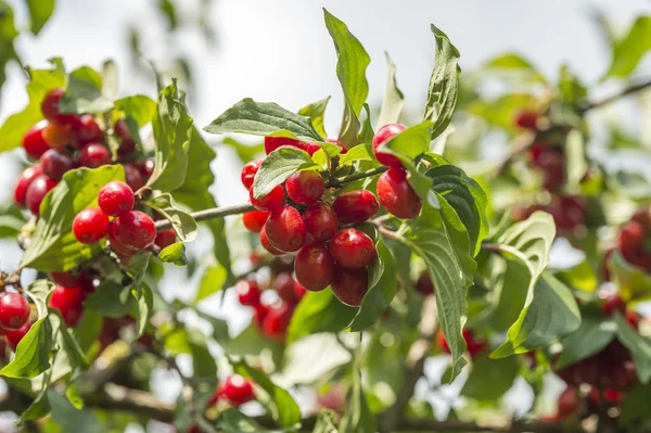 Ağaç dalında olgun bir köpek ağacı.