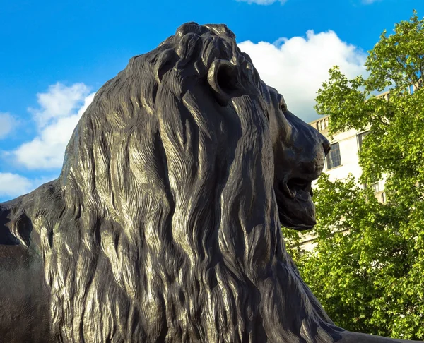 León berberisco en Trafalgar Square, Londres — Foto de Stock