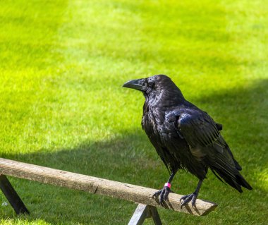 Londra, İngiltere'de raven