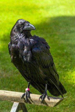 Londra, İngiltere'de raven
