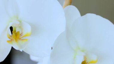 Yakın çekim Video beyaz büyük çiçek orkide karanlık Grunge arka plan üzerinde. Kamera hareketi sağa ve aşağı