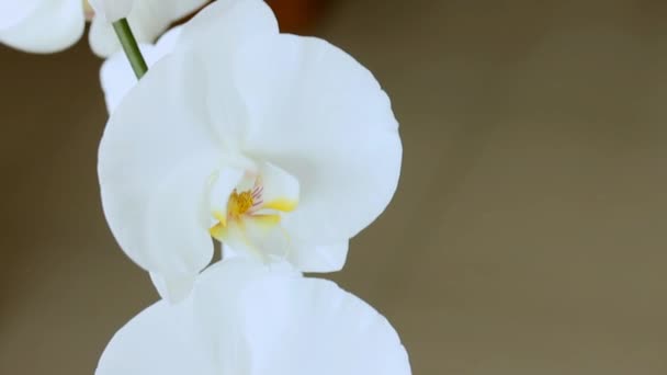 Крупный план Видео Белые Большие цветы орхидей. Движение камеры вверх — стоковое видео