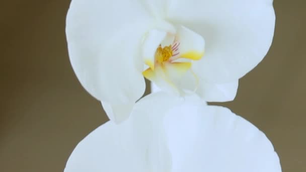 Décryptages Vidéo Grandes fleurs blanches d'orchidées sur fond sombre. Mouvement caméra vers le haut 