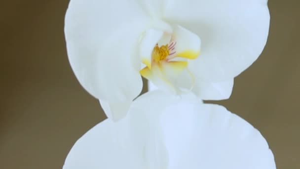 Close-Up Video Flores grandes blancas de orquídeas sobre fondo grunge oscuro. Cámara Movimiento hacia arriba — Vídeos de Stock