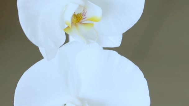 Décryptages Vidéo Grandes fleurs blanches d'orchidées sur fond sombre. Mouvement caméra vers le haut 