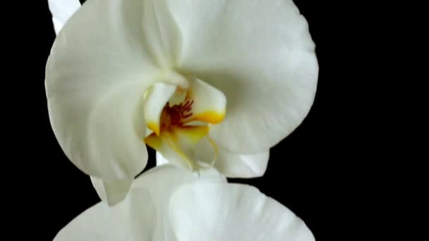 Gros plan Vidéo Grandes fleurs blanches d'orchidées sur fond noir  . — Video