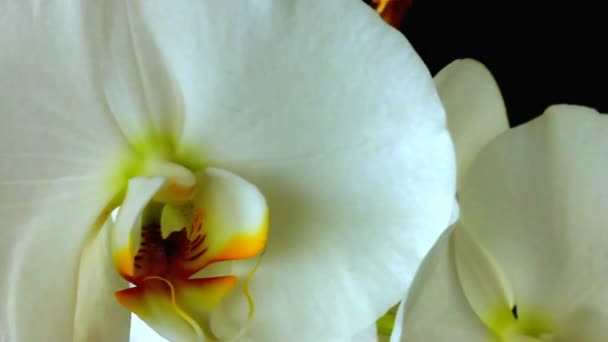 Gros plan Vidéo Grandes fleurs blanches d'orchidées sur fond noir  . — Video