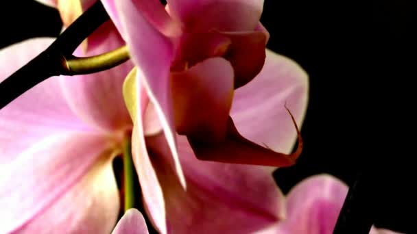 Macro Video paarse orchidee bloemen op Dark Grunge achtergrond. Camerabeweging naar beneden — Stockvideo