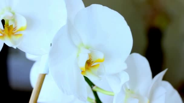Close-Up Video Flores grandes blancas de orquídeas. Movimiento de cámara hacia la derecha y hacia abajo — Vídeos de Stock
