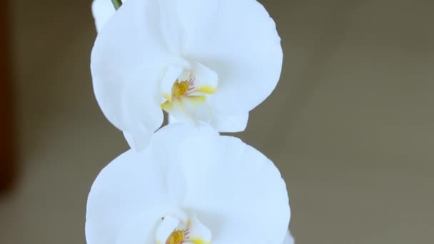 Close-Up Video Flores grandes blancas de orquídeas sobre fondo grunge oscuro. Cámara Movimiento hacia arriba — Vídeos de Stock