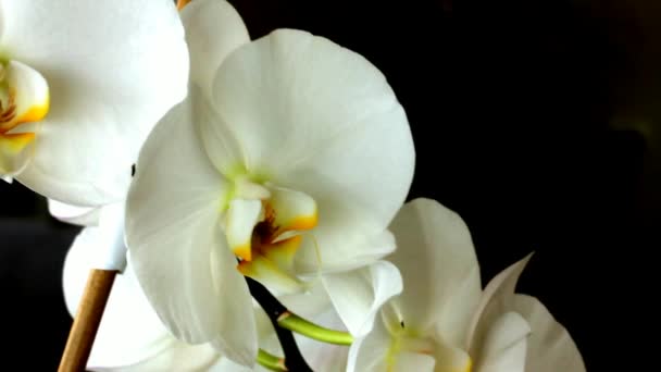 Close-Up Vídeo Branco Grandes Flores de Orquídeas em Fundo Preto. Movimento da câmera para a direita e para baixo — Vídeo de Stock