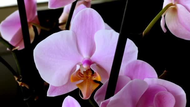 Macro Video Flores de orquídea púrpura sobre fondo negro  . — Vídeos de Stock