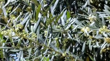 Çiçekli zeytin ağacı