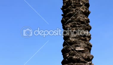 Palm mavi gökyüzü gövde