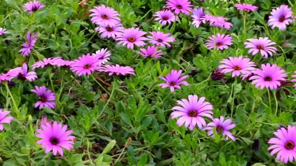 Flowering Purple Daisy or Gerbera in Garden — Stock Video