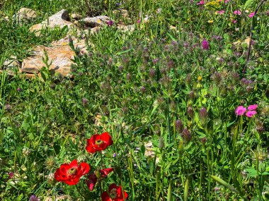 Kıllı Pembe Flax yabani çiçek ve kırmızı şakayık