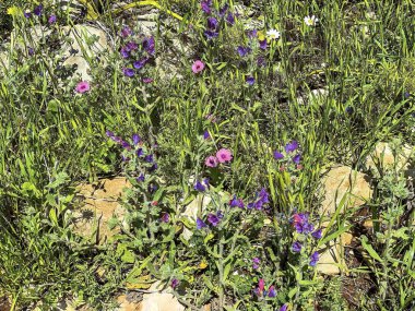 Kıllı Pembe Flax yabani çiçek