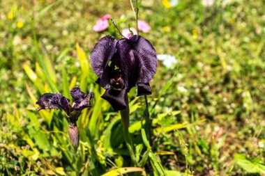 Gilboa Gözü. Iris Haynei Baker. Gilboa Iris, doğal ortamda çiçek açıyor. İsrail