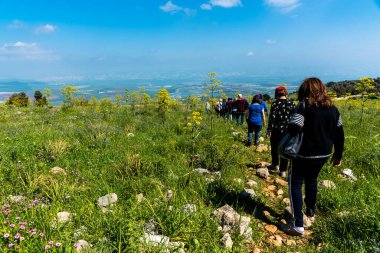 Ein Harod, İsrail - 18 Mart 2019: Mavi gökyüzüne karşı çayırda dev yaban domuzlarıyla çevrili yürüyüş yolu. Heracleum manteggazzianum Barqan Dağı 'nda (Gilboa). İsrail