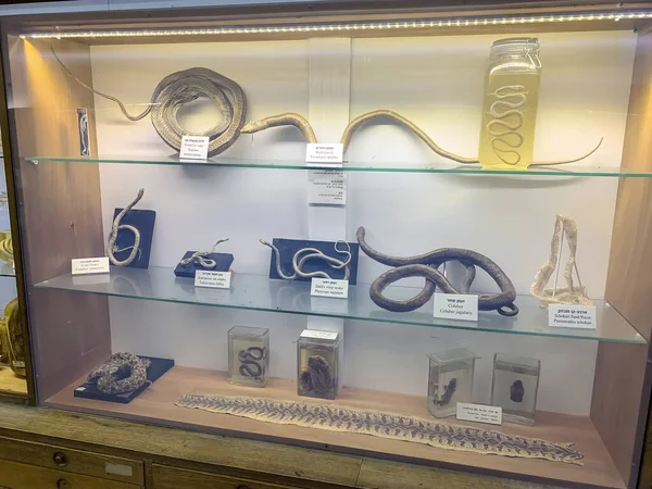 Ein Harod Israel March 2019 Cabinet Snake Species Found Jezreel — 스톡 사진