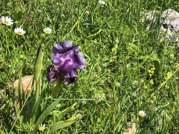 Gilboa Iris Iris Haynei Bakerová Gilboa Iris Blooming Přírodním Prostředí — Stock fotografie