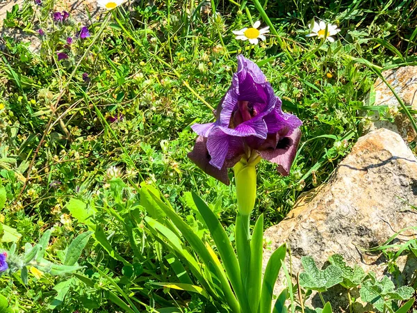 Gilboa Iris Iris Haynei Baker Gilboa Iris Fioritura Nell Ambiente — Foto Stock