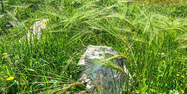 Зеленые Колосья Самосеянной Пшеницы — стоковое фото