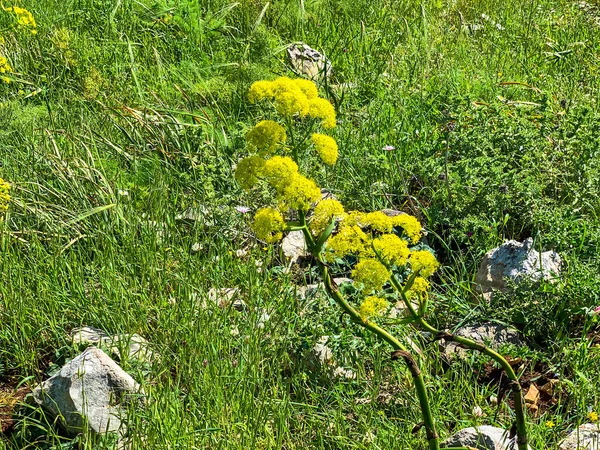 Saftige Wilde Riesen Bärenklau Pflanze Mit Blüte Giftige Pflanze — Stockfoto