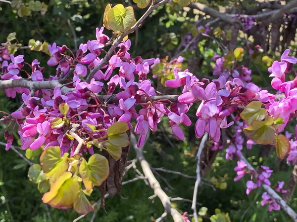 Blommande Cercis Siliquastrum Judas Träd Gren Med Rosa Blommor — Stockfoto