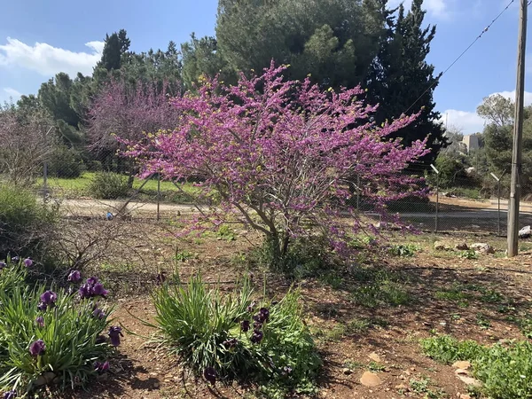 Blossoming Cercis Siliquastrum Judas Tree Pink Flowers — Stock Photo, Image