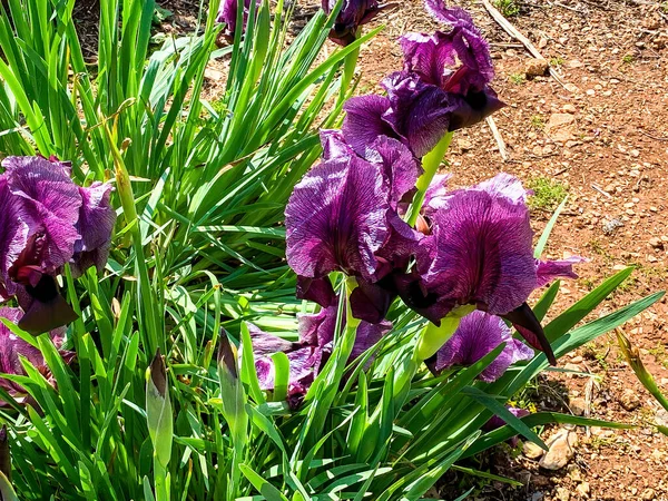 Gilboa Iris Iris Haynei Baker Gilboa Iris Fioritura Nell Ambiente — Foto Stock