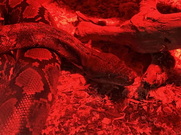 Serpiente Boa Constrictor Vidrio Rojo Serpentario — Foto de Stock