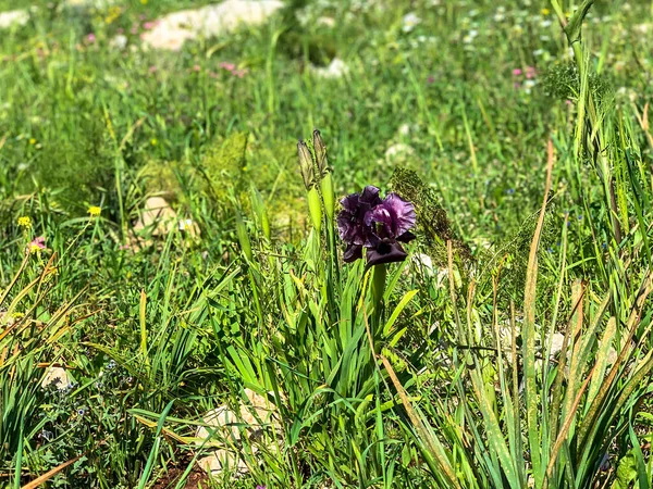 Gilboa Iris Iris Haynei Baker Gilboa Iris Blüht Der Natürlichen — Stockfoto