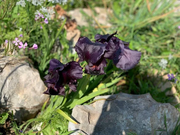 Gilboa Iris Iris Haynei Baker Gilboa Iris Fioritura Nell Ambiente — Foto Stock