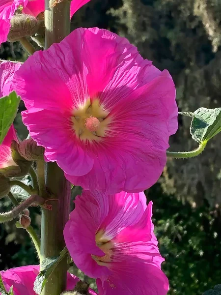 Mallow, a herbaceous plant with hairy stems, pink or purple flowers, and disk-shaped fruit. Several kinds are grown as ornamentals, and some are edible.