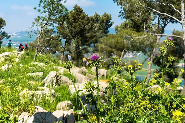 Klette Dornigen Lila Blüten Blühende Heilpflanze Klette Arctium Lappa Große — Stockfoto