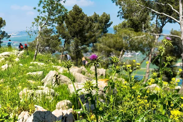 Klittenband Doornige Paarse Bloemen Bloeiende Geneeskrachtige Plant Klis Arctium Lappa — Stockfoto