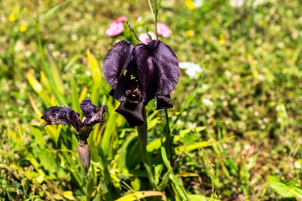 Gilboa Iris Iris Haynei Baker Gilboa Iris Fioritura Nell Ambiente — Foto Stock