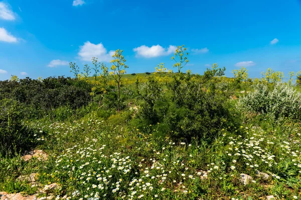 巨大的霍格沃什 一个巨大的绿草和白色的雏菊在草地上的蓝天 在Barqan山 Gilboa 的赫拉克勒斯曼特加齐亚纳姆山 以色列 — 图库照片