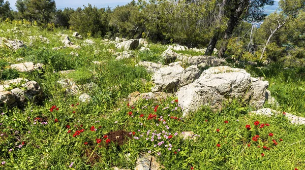 Rote Anemonen Und Rosa Wilde Ranunkeln Blühen Felder Frühling Sonnigen — Stockfoto