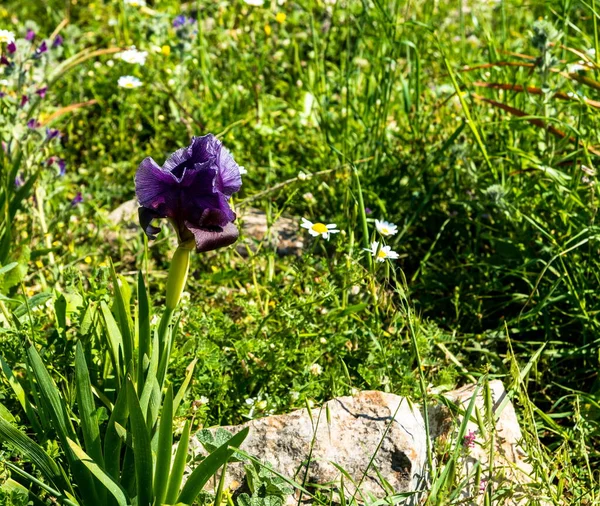 Gilboa Iris Iris Haynei Baker Gilboa Iris Blüht Der Natürlichen — Stockfoto