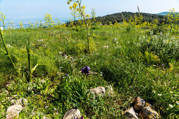 Gilboa iris. Iris haynei Baker. Gilboa Iris Blooming in the natural environment. Israel