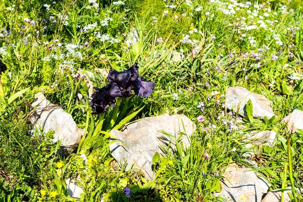 Íris Gilboa Iris Haynei Baker Gilboa Iris Florescendo Ambiente Natural — Fotografia de Stock