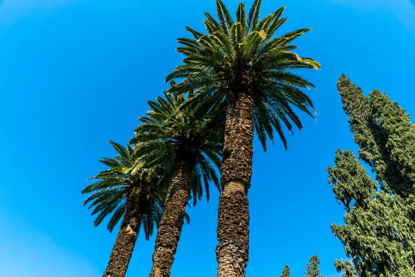 Callejón Palmeras Sobre Fondo Azul Cielo —  Fotos de Stock