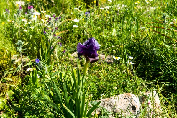 Gilboa Iris Iris Haynei Baker Gilboa Iris Blüht Der Natürlichen — Stockfoto