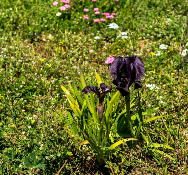 Gilboa Iris Iris Haynei Bakerová Gilboa Iris Blooming Přírodním Prostředí — Stock fotografie