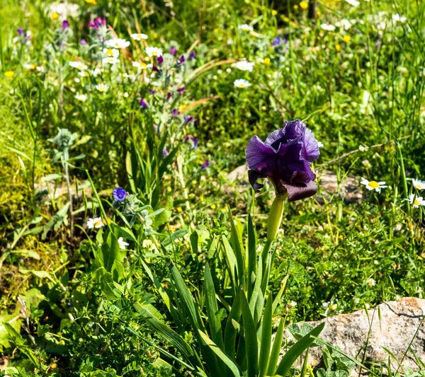 Gilboa Iris Iris Haynei Bakerová Gilboa Iris Blooming Přírodním Prostředí — Stock fotografie