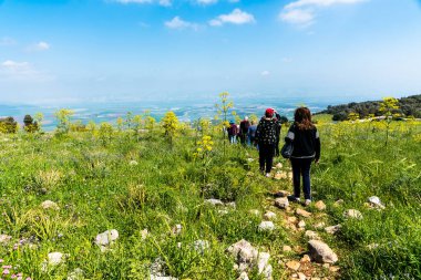 Ein Harod, İsrail - 18 Mart 2019: Mavi gökyüzüne karşı çayırda dev yaban domuzlarıyla çevrili yürüyüş yolu. Heracleum manteggazzianum Barqan Dağı 'nda (Gilboa). İsrail
