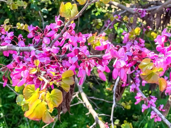 Blommande Cercis Siliquastrum Judas Träd Gren Med Rosa Blommor Israel — Stockfoto